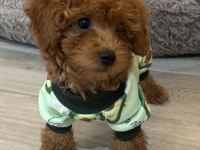 TOY POODLE SAFKAN HER RENK BOYUT MEVCUT