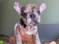 Merle ve Blue Irk Garantili French Bulldog Yavrular