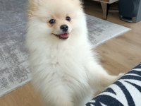 Pomeranian erkek