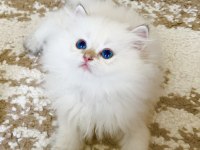 Safkan British Longhair Golden Point Erkek Yavru