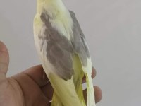 Ele alışkın sultan papağanı