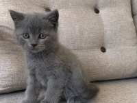 Kedi erkek british shorthair