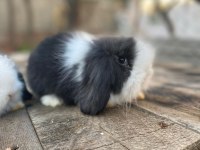 Safkan yavru tavşanlar her yere gönderilir