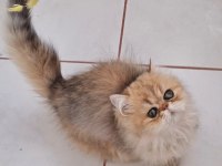 İran chinchilla safkan
