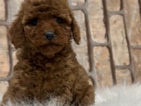 A kalite fincan şeklinde poodle