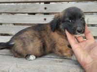Fino yavru köpeğimiz kayseri