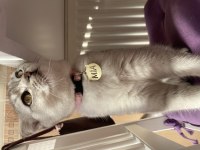 Aşırı sevecen scottish fold kedimiz mia