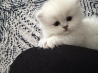2 Aylık Acil Scottish Fold