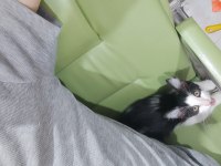 ÜCRETSİZ SAHİPLENDİRME 50 GÜNLÜK BEBEK ERKEK KEDİMİZ