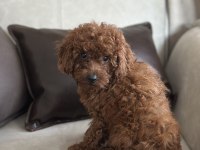 Yüz Yapısı Muhteşem Toy Poodle Bebekler
