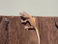 SUPER CRESTED GECKO YAVRULAR
