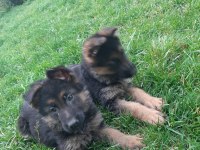 Şecereli aşılı dişi alman çoban köpeği yavruları
