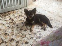 Chihuahua Cinsi Büyümeyen