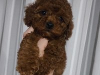 Toy poodle kore kan yavrular