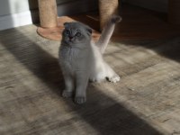 Show Kalite Scottish Fold Blue Point Yavrumuz