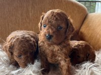 Toy poodle yavrular