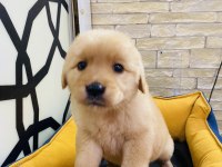KALİTE İSTANBULDA GOLDEN RETRİEVER YAVRU