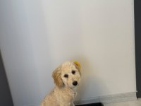 Latte 81 İle Gönderim Mevcut Köpeğimiz
