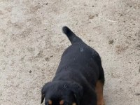 Son 3 erkek koca kafa rottweiler yavrular
