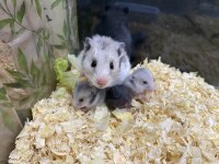 Özel tür hamster isteyene