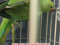 3-5 Aylık Yavru Pakistan Papağanları