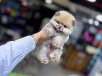 BİBLO POMERANİAN BOO YAVRULARIMIZ