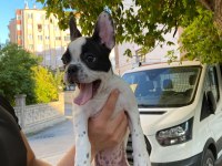 Evde bakılmış bulldog