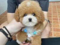 Birbirinden güzel poodle bebekler yeni sahiplerini bekliyor