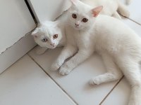 2 adet erkek scottish fold uyguna verilecektir