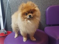 Sağlıklı pomeranian yavrular