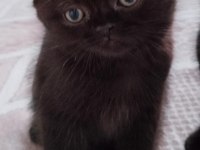 Scottish fold ve ragdoll kırması yavru