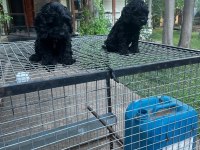 Dünyalar tatlısı özel renk maltipoo yavrular