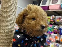 Son kalan Mükemmel poodle bebek
