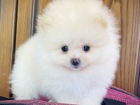 Pomeranian Ayı Surat Bebekler