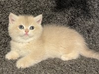 Anne Baba Şecereli Blue Golden Ay12 Dişi Safkan British