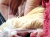 3 adet ginepig ücretsiz sahiplendirilmeyi bekliyor