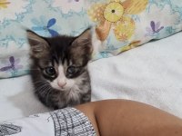 SOKAKTA BULDUK ANNESI BIRAKMIS YAVRU KEDI