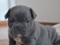 Blue yavrular french bulldog