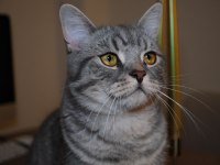 British Shorthair Oyuncu Oğlumuz