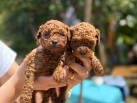 Teacup Kore Poodle Bebekler Aşılı Eğitimli 