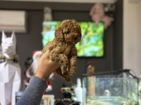 Poodle Prensesler