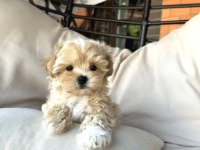A kalite maltipoo bebekler