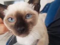 SAFKAN SİYAM KEDİSİ