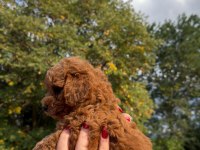Redbrown Toypoodle 
