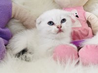 Sıfır Kulak Scottish Fold Dişi