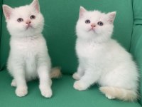 Safkan british shorthair bebeklerim