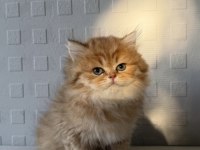 British Shorthair Ve Longhair Yavrular