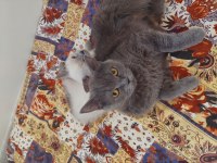 Sahibinden british shorthair kedimiz