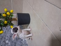 KÖPEĞİMİZDE KUSUR ARAMAYIN BULAMAZSINIZ