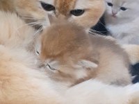 Rezerveye açık british shorthair yavrular